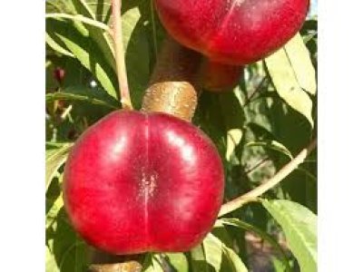 Prunus persica ´Mesembrine´ - nektarinka placatá