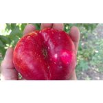 Prunus persica ´Mesembrine´ - nektarinka placatá