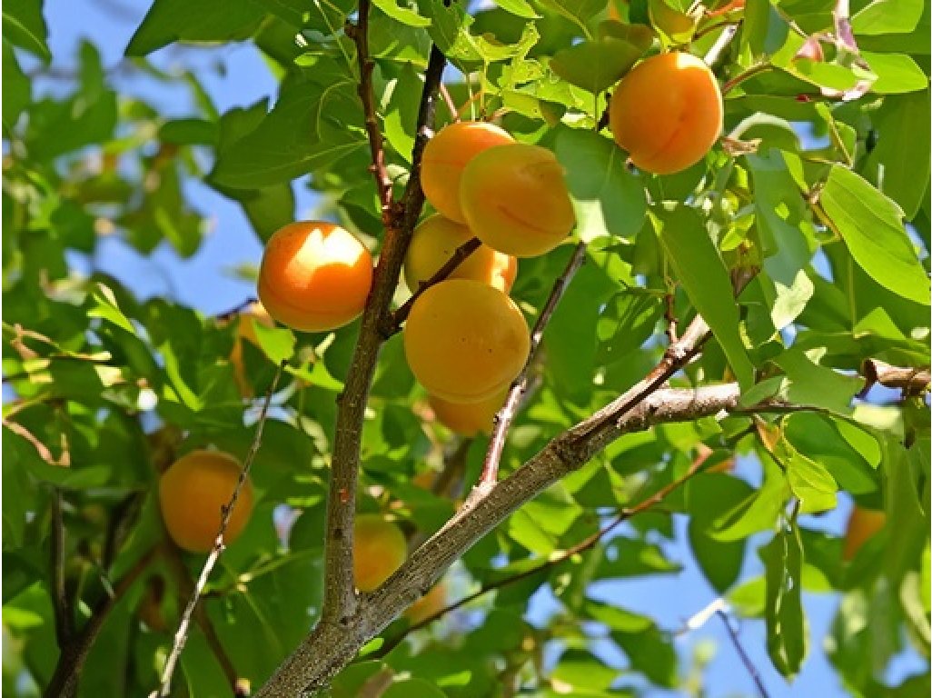 Prunus armeniaca ´Bredase´ - stará odrůda meruňky