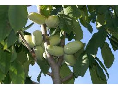 Asimina triloba ´Mary Foos Johnson´ - muďoul trojlaločný ´ /SUMMER 2026
