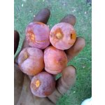 Diospyros virginiana ´Barbara´s Blush´ - hardy persimmon