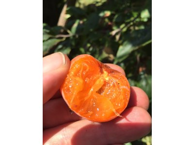 Diospyros virginiana ´Barbara´s Blush´ - hardy persimmon