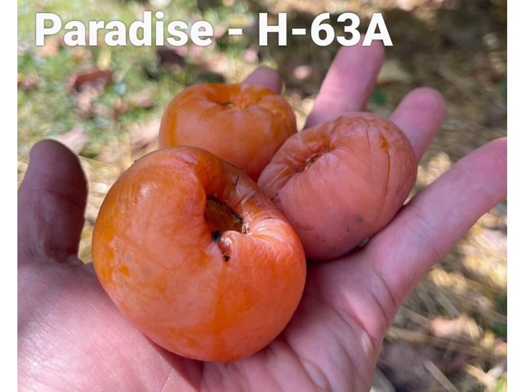 Diospyros virginiana ´H-63A´ - hardy persimmon