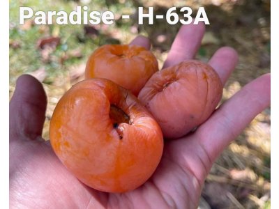 Diospyros virginiana ´H-63A´ - hardy persimmon