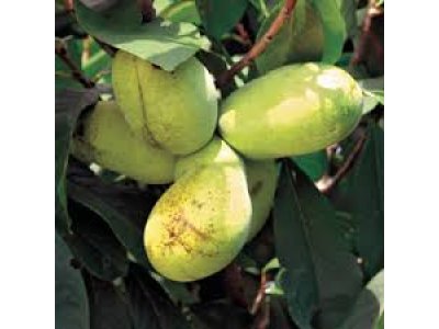 Asimina triloba ´KSU Benson´ - muďoul trojlaločný ´ /SUMMER 2026