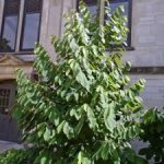 Asimina triloba ´KSU Benson´ - muďoul trojlaločný ´ /SUMMER 2026