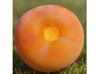 Diospyros virginiana ´Lehman´s Delight´ - hardy persimmon /SUMMER 2026