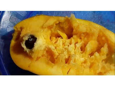 Asimina triloba ´Susquehanna´ - muďoul trojlaločný /MEGANEWS/ - /SUMMER 2026/