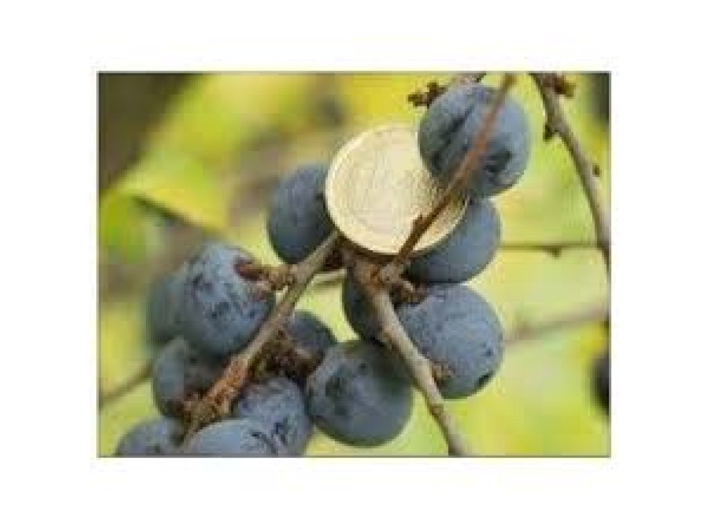 Prunus spinosa ´Merzig´ - trnka velkoplodá /SUMMER 2026