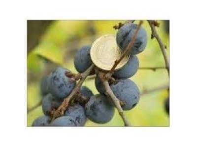 Prunus spinosa ´Merzig´ - trnka velkoplodá /SUMMER 2026