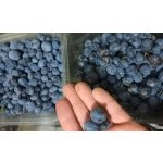 Prunus spinosa ´Nittel´ - trnka velkoplodá /SUMMER 2026