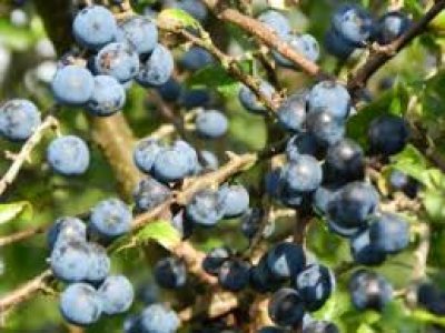 Prunus spinosa ´Nittel´ - trnka velkoplodá /SUMMER 2026