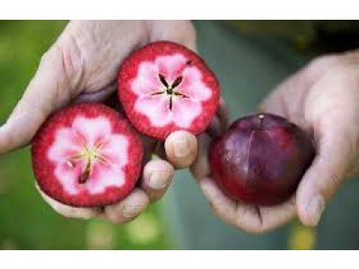 Malus domestica ´Geneva Crab´ - červenodužinová /SUMMER 2026