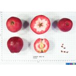 Malus domestica ´Geneva Crab´ - červenodužinová /SUMMER 2026