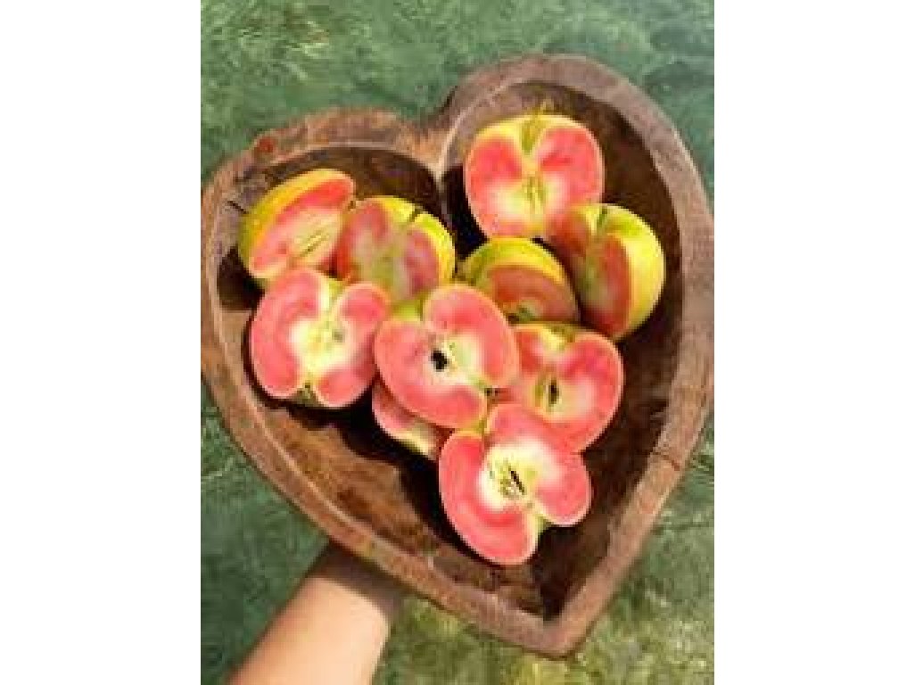 Malus domestica ´Hidden Rose´ - jabloň s červenou dužinou RARITA / SUMMER 2026