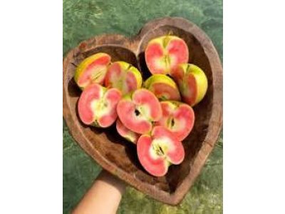 Malus domestica ´Hidden Rose´ - jabloň s červenou dužinou RARITA / SUMMER 2026