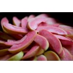 Malus domestica ´Hidden Rose´ - jabloň s červenou dužinou RARITA / SUMMER 2026