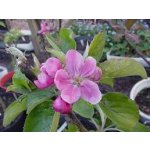 Malus domestica ´Hidden Rose´ - jabloň s červenou dužinou RARITA / SUMMER 2026