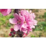 Malus domestica ´Scarlet Surprise´ - jabloň s červenou dužinou RARITA / SUMMER 2026