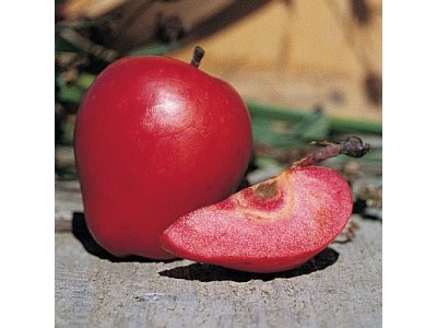 Malus domestica ´Scarlet Surprise´ - jabloň s červenou dužinou RARITA / SUMMER 2026