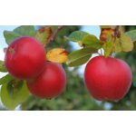 Malus domestica ´Scarlet Surprise´ - jabloň s červenou dužinou RARITA / SUMMER 2026