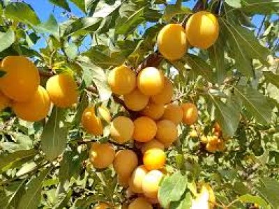 Prunus cerasifera x salicina ´Gek´ - velkoplodý myrobalán /SUMMER 2026