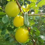 Prunus cerasifera x salicina ´Gek´ - velkoplodý myrobalán /SUMMER 2026