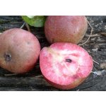 ČERVENODUŽINOVÉ JABLONĚ a HRUŠNĚ - RED FLESHED FRUIT