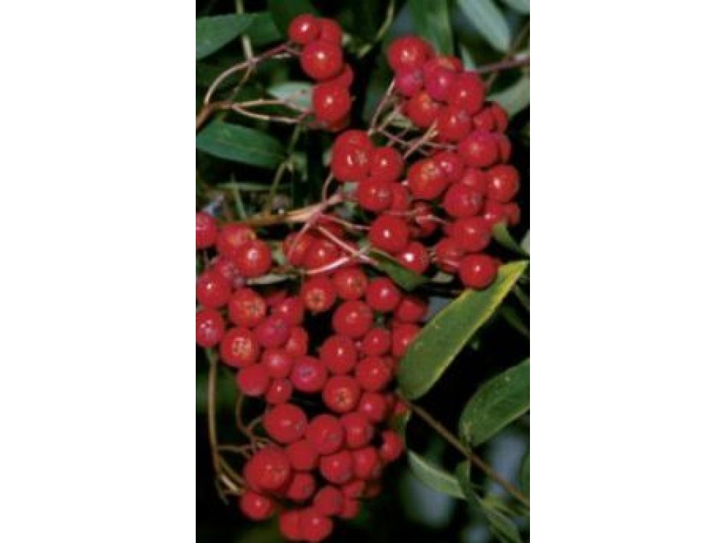 Sorbus aucuparia ´Moravský Sladkoplodý´ - jeřáb velkoplodý /