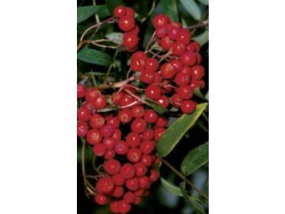 Sorbus aucuparia ´Moravský Sladkoplodý´ - jeřáb velkoplodý /