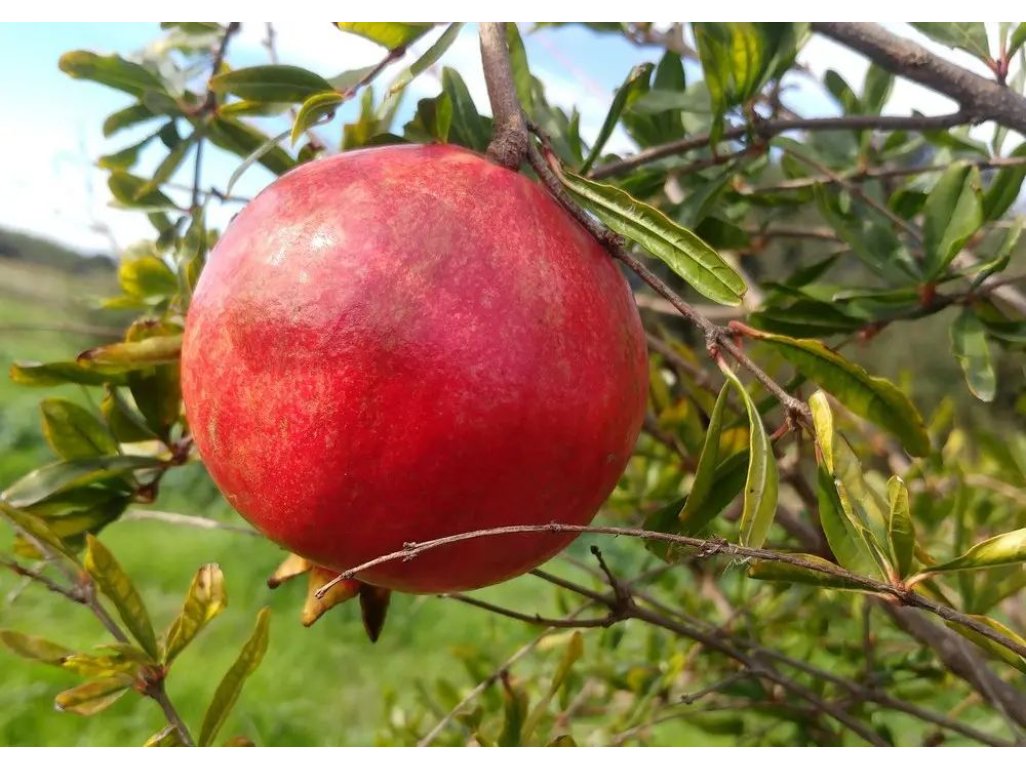 Punica granatum ´Kirmiz-Kabukh´ (Kamesz / Kermez) - granatovník obecný - hardy pomegranate /MEGANEWS