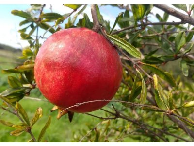 Punica granatum ´Kirmiz-Kabukh´ (Kamesz / Kermez) - granatovník obecný - hardy pomegranate /MEGANEWS