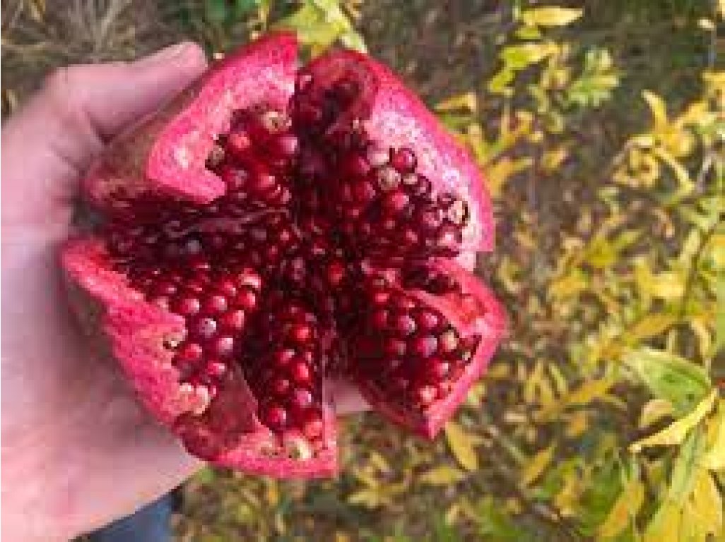 Punica granatum ´Sándor´ - granatovník obecný - hardy pomegranate /BIG FRUIT