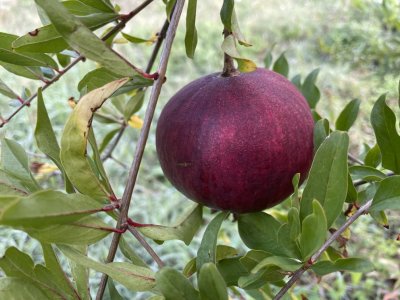 Punica granatum ´Portugal´ - granatovník obecný - hardy pomegranate /MEGANEWS/