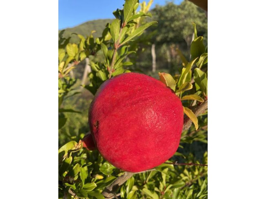Punica granatum  ´Örmény´ - granatovník obecný - hardy pomegranate /MEGANEWS