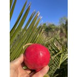Punica granatum  ´Örmény´ - granatovník obecný - hardy pomegranate /MEGANEWS