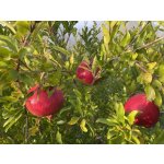 Punica granatum  ´Örmény´ - granatovník obecný - hardy pomegranate /MEGANEWS
