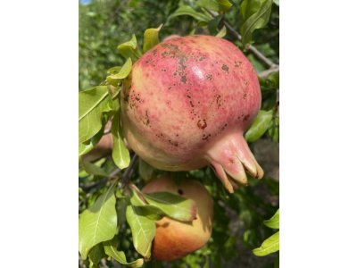 Punica granatum ´Suhr Anor´ - granatovník obecný - hardy pomegranate /MEGANEWS